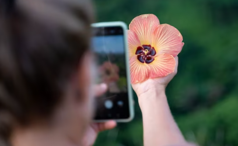 woman taking a picture with her mobile phone of a flower she is holding in her hand